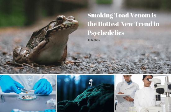 Smoking Toad Venom is the Hottest New Trend in Psychedelics